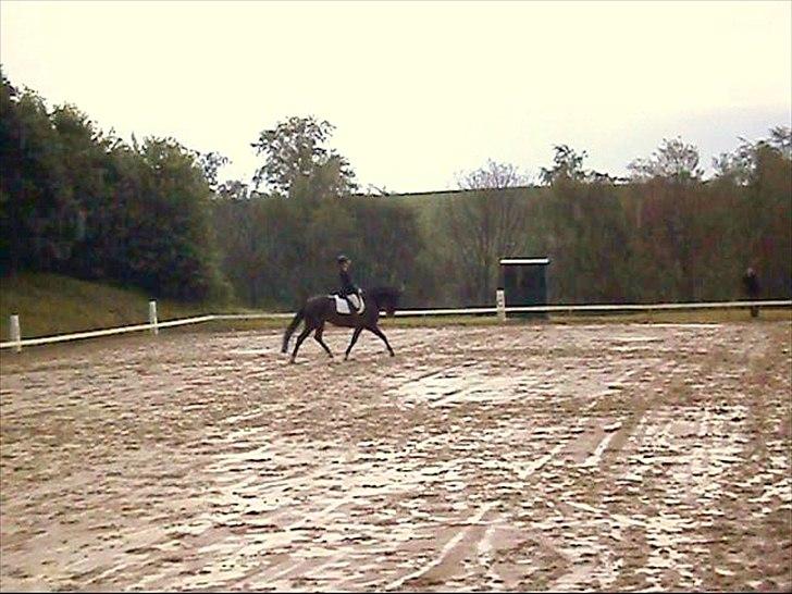 Anden særlig race Pepita billede 15