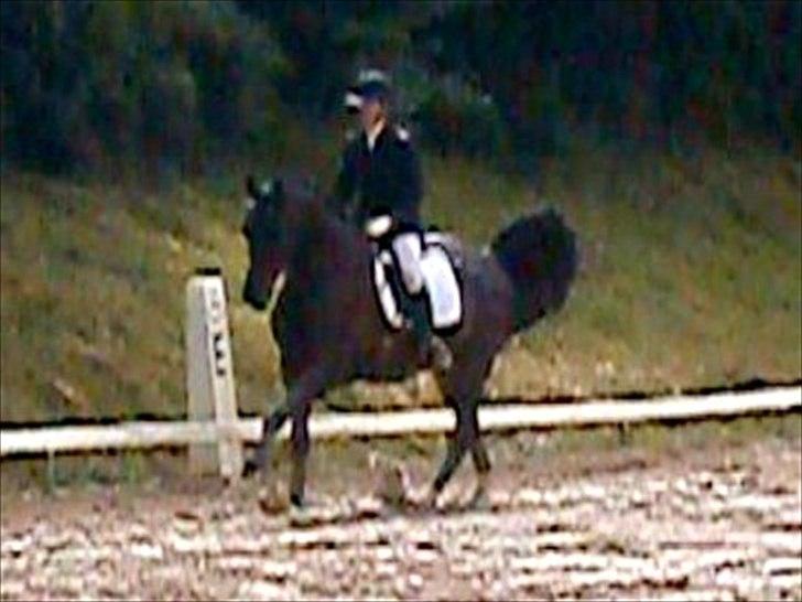 Anden særlig race Pepita billede 16