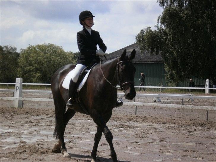 Anden særlig race Pepita billede 17