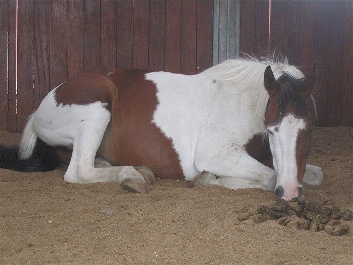 Anden særlig race Bess - Zzzz ;) billede 7