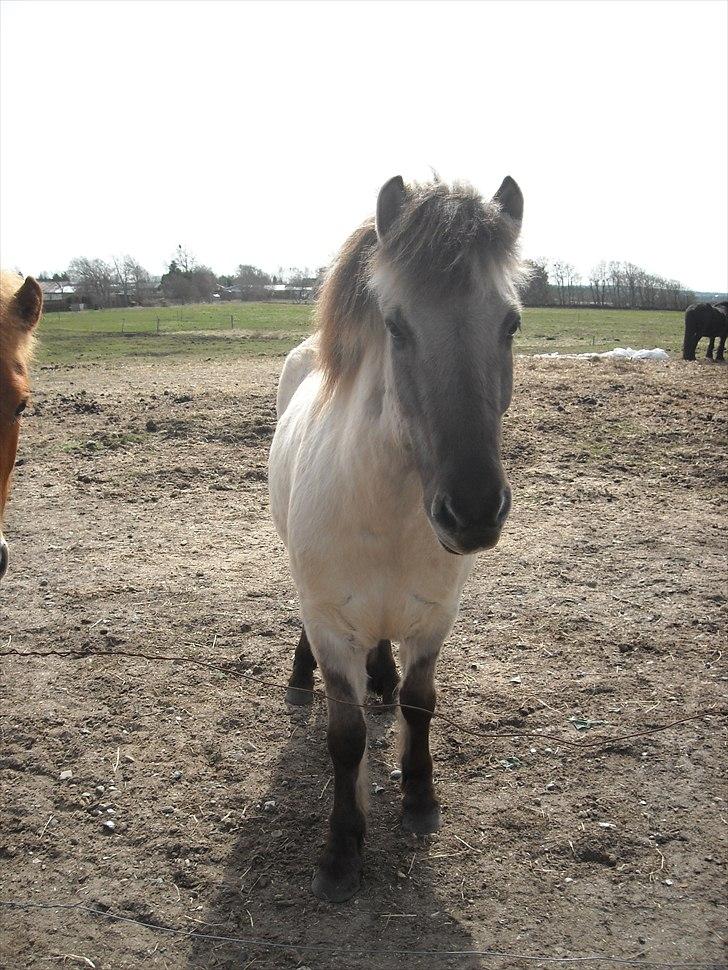 Islænder Gladur fra Gultentorp billede 5