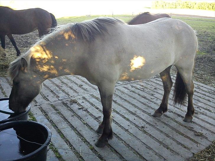 Islænder Gladur fra Gultentorp billede 4