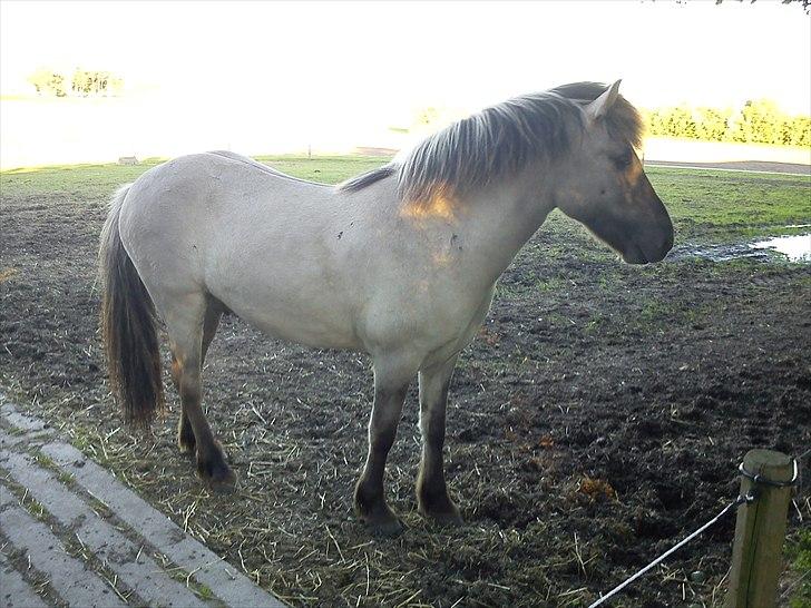 Islænder Gladur fra Gultentorp billede 3
