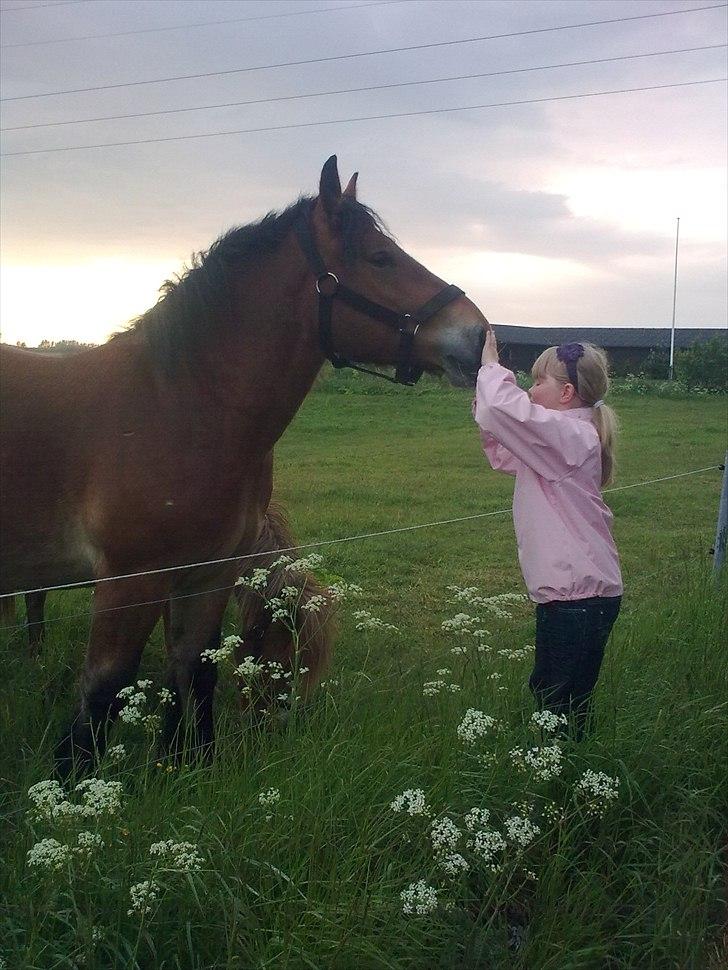 Belgier Rasmus  - Ditte og Rasmus juni 2011.
Jeg elsker dette billede <3 billede 8