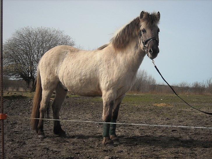 Islænder Gladur fra Gultentorp billede 6