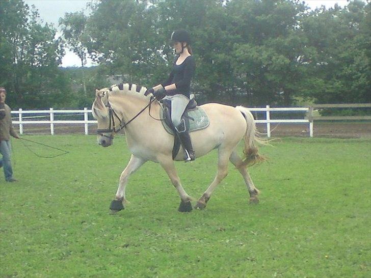 Fjordhest Rosetta *Den klareste stjerne på himlen!* - Du gjorde alt for mig, STJERNEPONY! R.I.P! billede 12