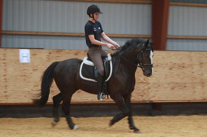 Anden særlig race Walentin the Lightning - 18-6-2011 Så skønt at ride den dreng igen :D billede 6
