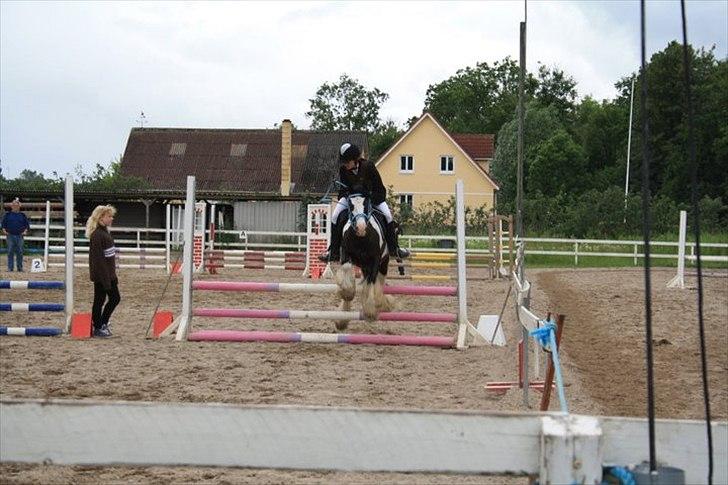 Irish Cob Dipsy - Hold On To What You Belive <3. billede 5