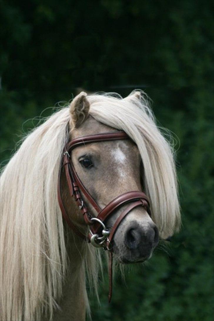 Shetlænder Remco V.D. Kastanje - Avlshingst - Remco den 21 juni 2011
Foto: Anne Møldrup billede 15