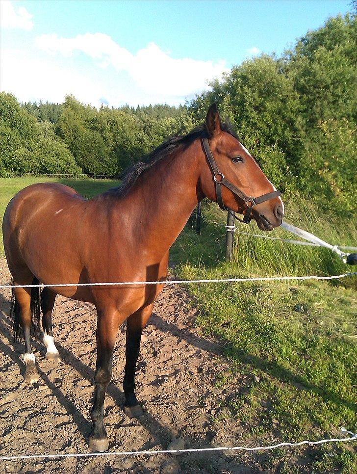 DSP Røgild´s Balian billede 9