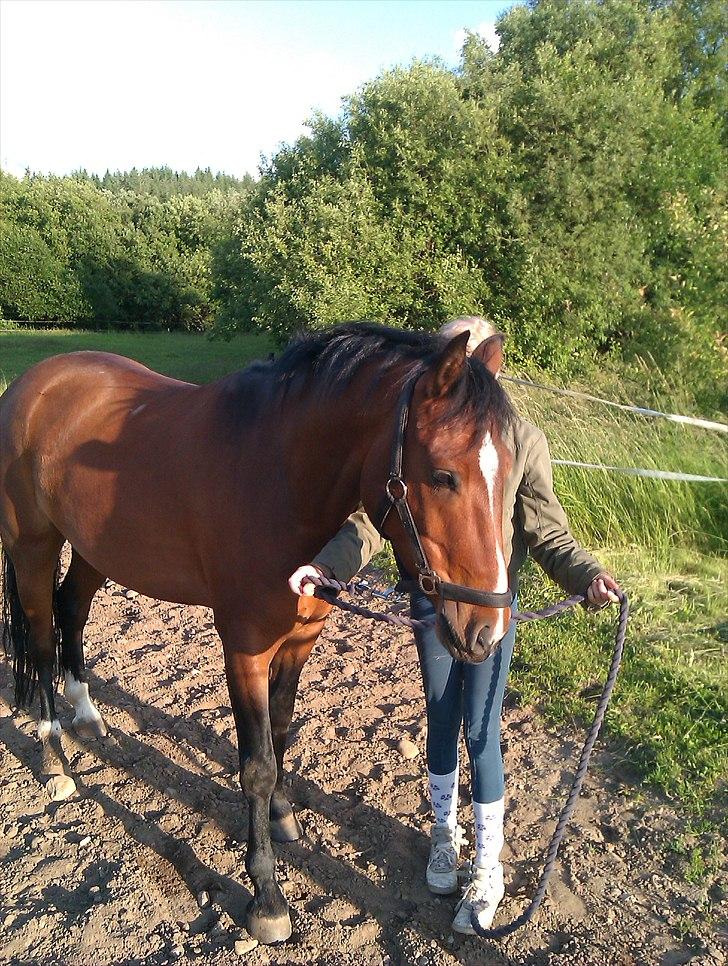 DSP Røgild´s Balian billede 8