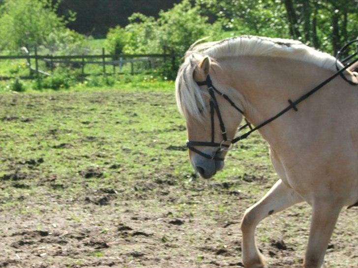 Fjordhest Anna billede 1