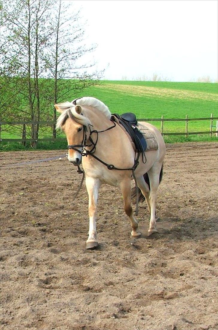 Fjordhest Anna - dygtig i longe billede 2