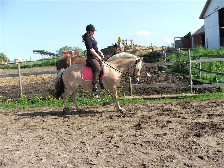 Fjordhest Anna - hun er blevet så dygtyg mens hun var i ridning..  billede 3