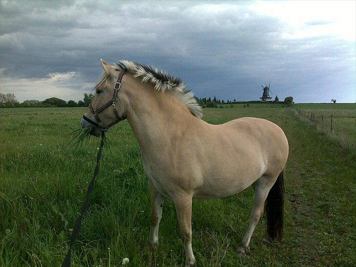 Fjordhest Anna - man kan vel altid smovse lidt græs ? billede 4