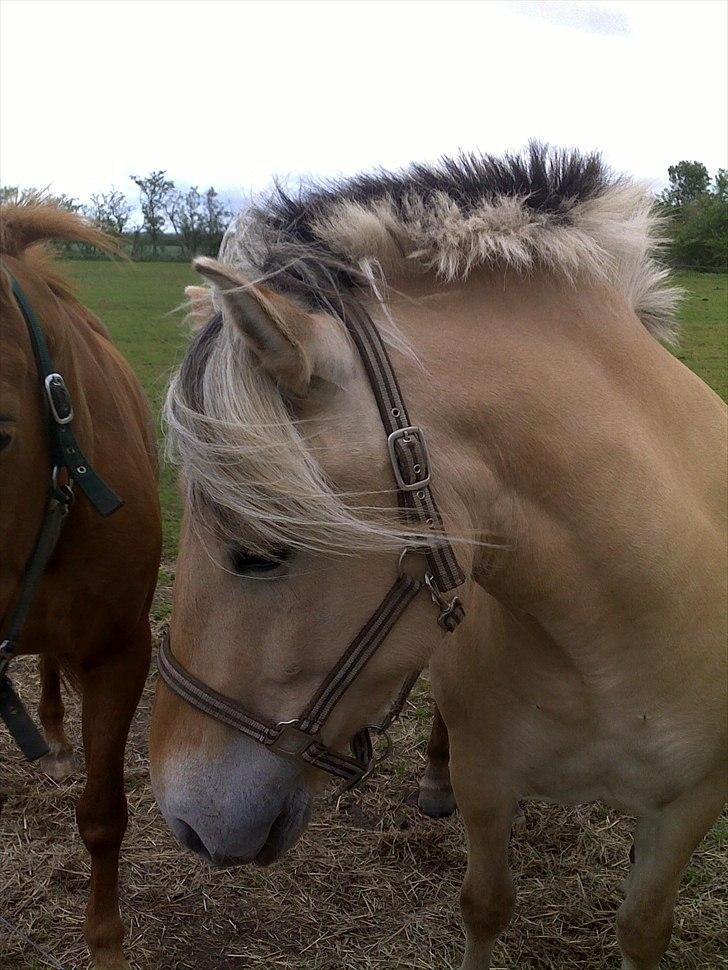 Fjordhest Anna - den dag jeg var ovre og prøve og købe hende.  billede 5