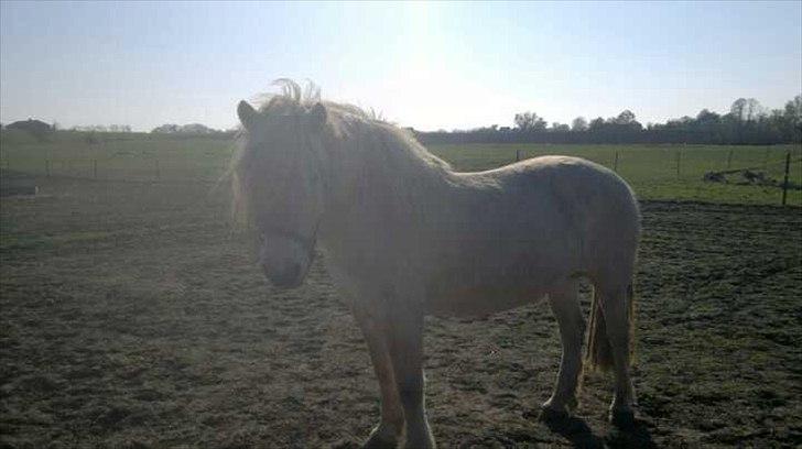 Fjordhest Højgårds Celia billede 1