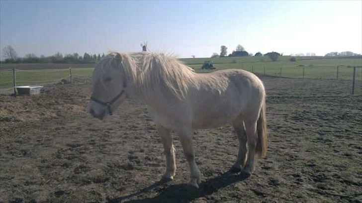 Fjordhest Højgårds Celia billede 2