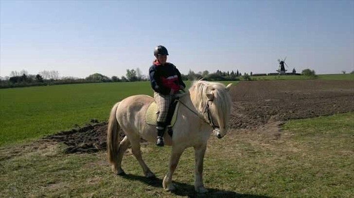 Fjordhest Højgårds Celia billede 3