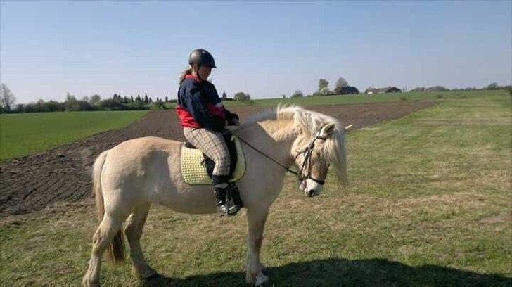 Fjordhest Højgårds Celia billede 4