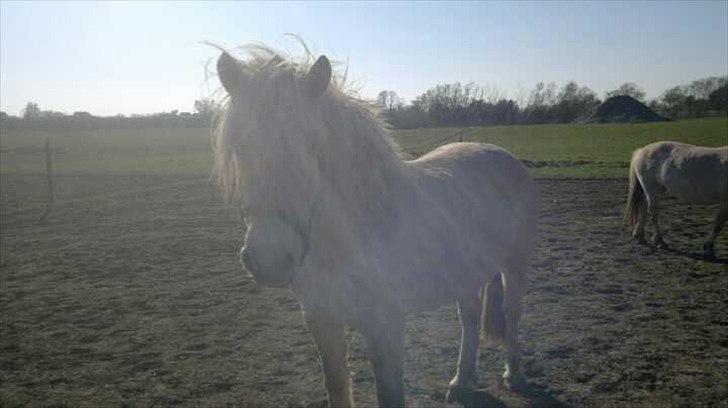 Fjordhest Højgårds Celia billede 5