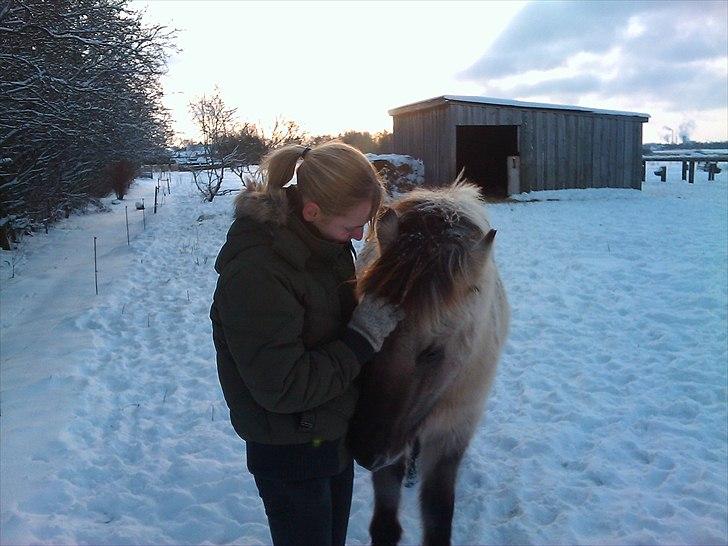 Islænder Gladur fra Gultentorp billede 8