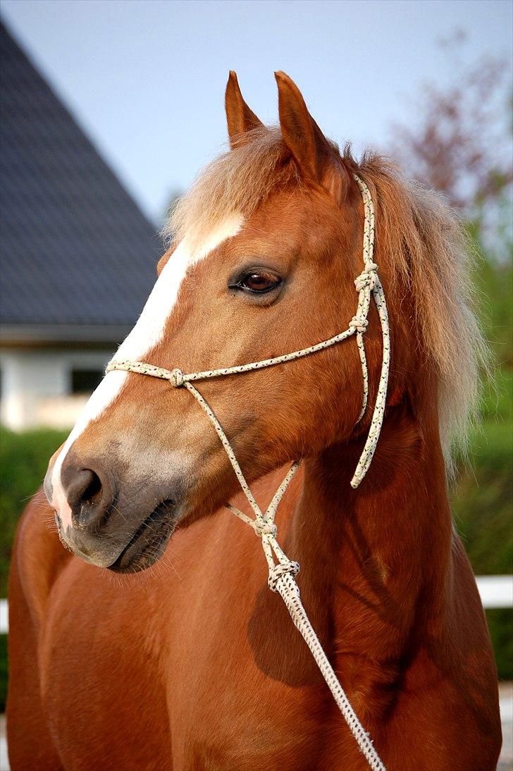 Welsh Cob (sec D)              Miss Jessica - Min smukke guldklump <3 Foto: Stephanie L. Carlsen billede 18