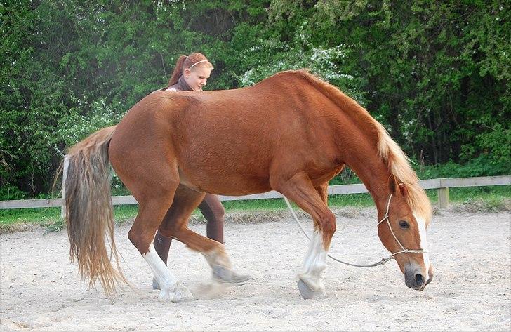 Welsh Cob (sec D)              Miss Jessica - Ligger sig på kommando <3 Foto: Stephanie L. Carlsen billede 11