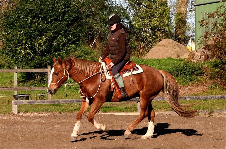 Welsh Cob (sec D)              Miss Jessica - Lidt western :-) <3 Foto: Mutti billede 9