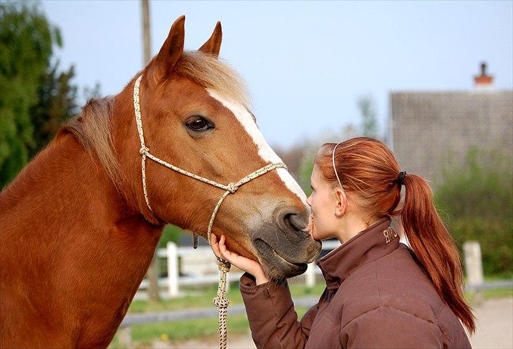 Welsh Cob (sec D)              Miss Jessica - Man er ikke i tvivl, når man oplever ægte kærlighed <3 Foto: Stephanie L. Carlsen billede 4