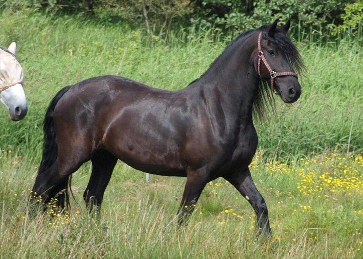 Frieser Maartje S billede 5