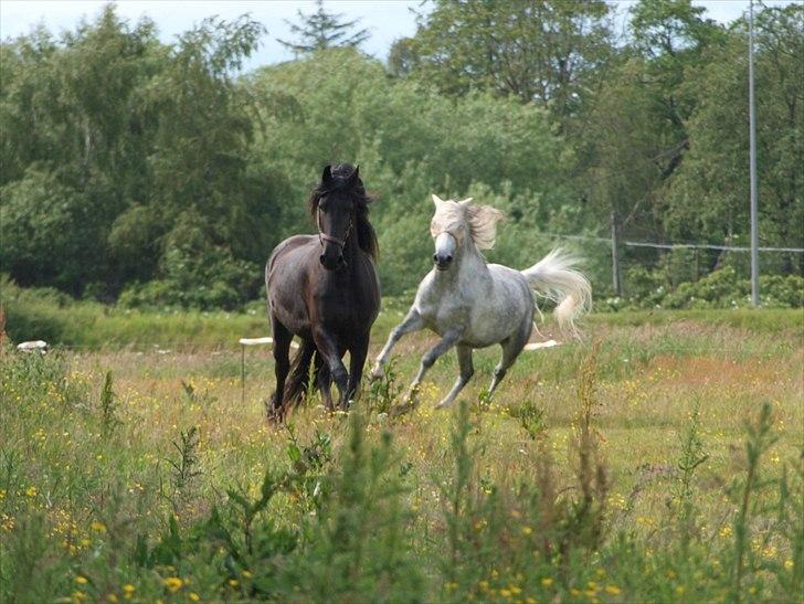 Frieser Maartje S billede 15