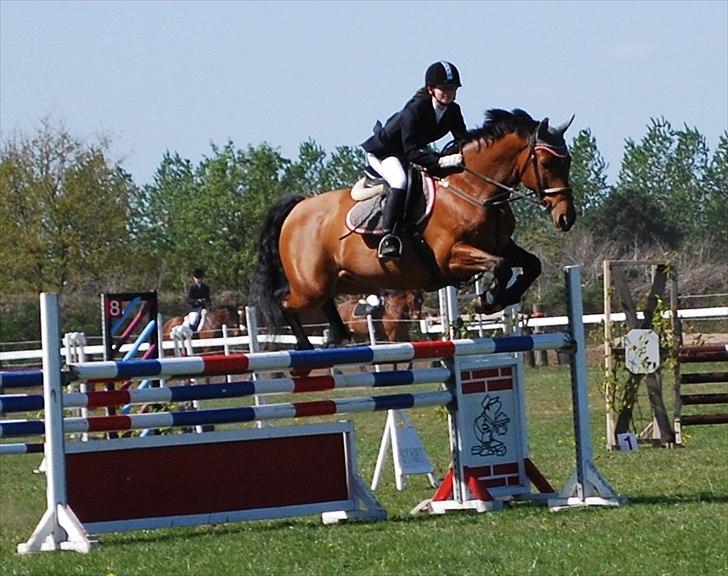 Hollandsk Varmblod Troy-T - Intet kommer os let, men kæmpvijlen er noget vi begge besidder..  billede 2