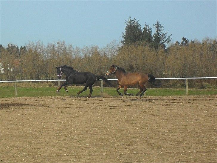Oldenborg Stjerne af Mosen *SOLGT* billede 11
