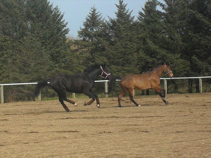 Oldenborg Stjerne af Mosen *SOLGT* billede 3