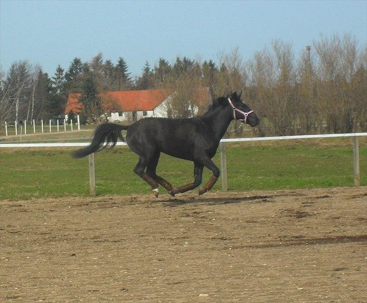 Oldenborg Stjerne af Mosen *SOLGT* billede 8