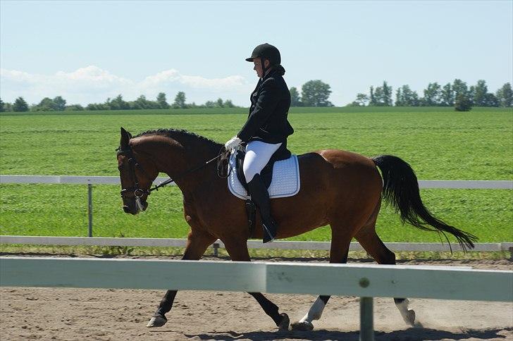 Dansk Varmblod Ivanhoe - Foto katja Tærsker billede 10