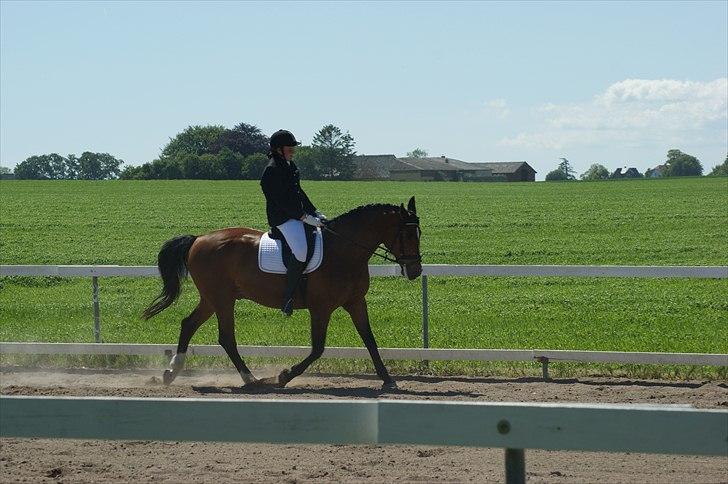 Dansk Varmblod Ivanhoe - Foto Katja Tærsker billede 11