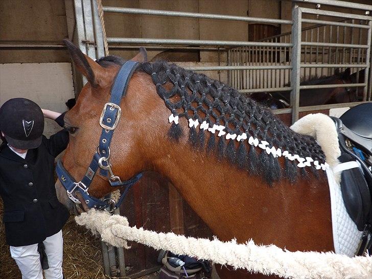 Anden særlig race Thanehøjs Mads billede 25