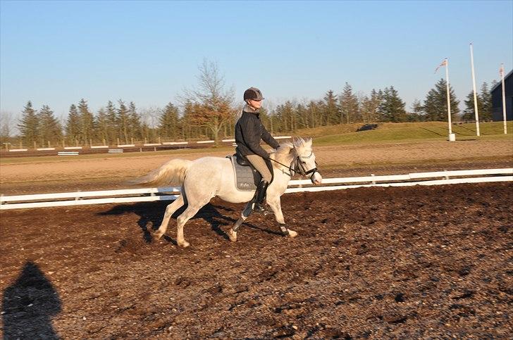 Anden særlig race G-Star billede 5