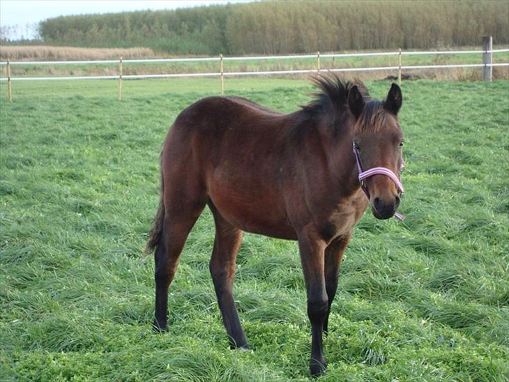 {{currentPhoto.altText}} billede {{currentPhoto.number}}