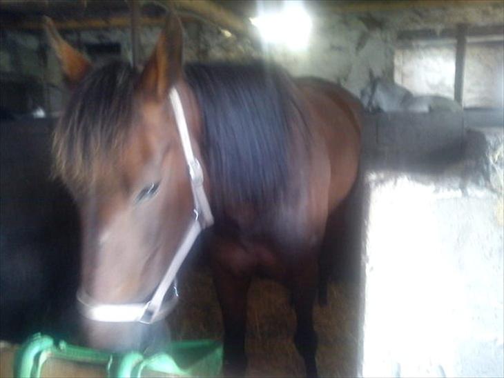 {{currentPhoto.altText}} billede {{currentPhoto.number}}