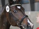 Oldenborg Chamonix *Solgt*
