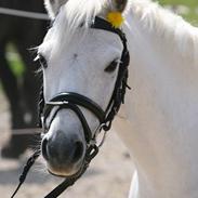 Welsh Pony af Cob-type (sec C) Ringo star 