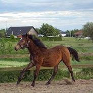 Anden særlig race Lillegaards Prinsesse Fiona (solgt 2015)