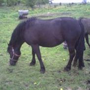 Anden særlig race Matadors moondust