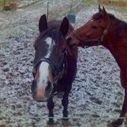 New Forest Joker 'solgt' :'(