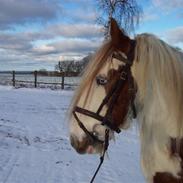 Irish Cob Basse Blue Eye <3 