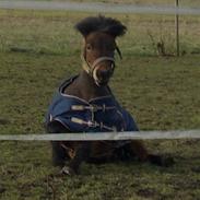 Shetlænder Hvedesegaards Tarzan