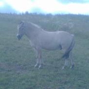Fjordhest Godas 